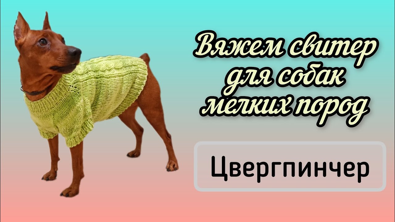 Вязаный свитер для собаки. Цвергпинчер. Мастер-класс.