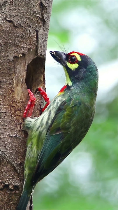 Coppersmith Barbet parenting care.  #birds #rahul_chakraborty #wildlife #nature #animals #barbet