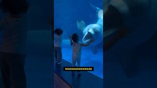 Beluga Whale Scares Kid! Ozzy Man Quickies