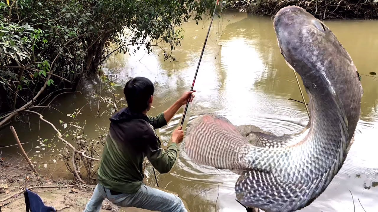 Câu cá Rô Phi va hàng ✅ bãi rô phi toàn cá Bự | tây ninh fish