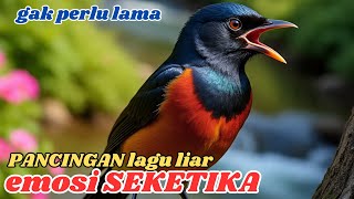 Rahasia Ampuh! Bikin Murai Batu Gacor Tak Terkalahkan!