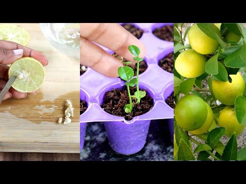 Video: Growing Seedlings At Home. Part 5