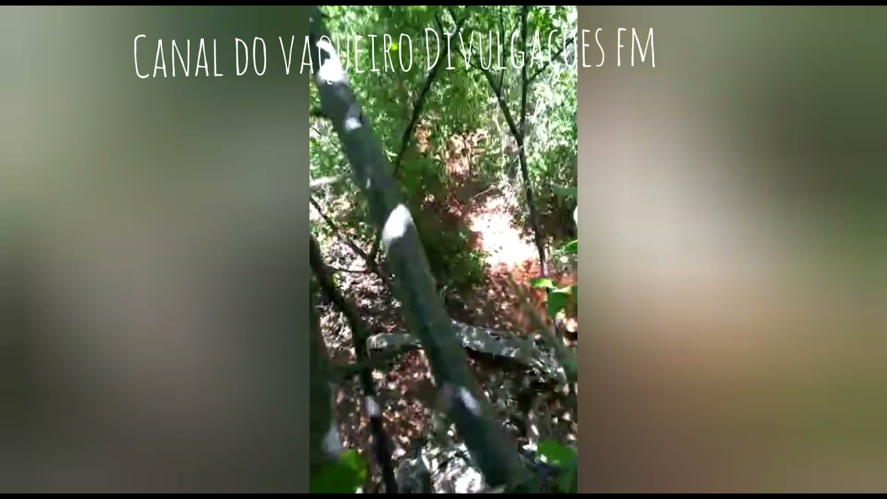 VAQUIROS BONS, CAVALO BOM E BOI LIJEIRO (TUADA, MANINHO E DODO