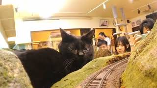 Your ride time is 8 minutes. Can you still endure this train?  8分間乗車に耐えれたら貴方は猫好き。