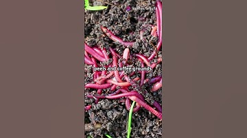 How to Create a Worm Farm to Boost Your Soil’s Fertility 🐛