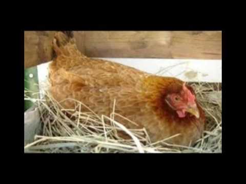 OS VÍDEOS MAIS ENGRAÇADOS DA INTERNET #2 SEMANA DE OUTUBRO