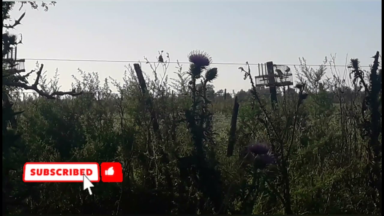 Mañana de muchas capturas! NO TE LO PIERDAS