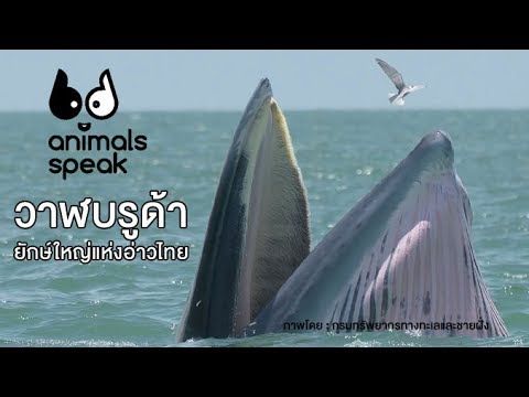 วีดีโอ: Pet Scoop: การศึกษาใหม่เผยวาฬ Talking, แมวค้นหาสุสานโรมันโบราณ
