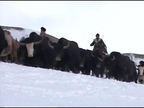 Video: Тоо лыжасын кантип тандаса болот