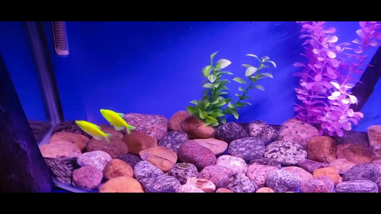 Fish Aquarium YouTube