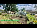 MAY 29 ALLOTMENT WALKTHROUGH TOUR- driest may ever in the UK
