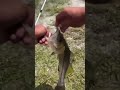 #snook at #spillway #urbanfloridafishing #urbanfloridafishing #shortsfeed