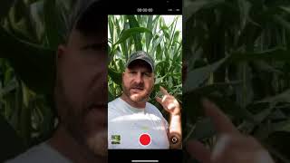 Yield Estimator App