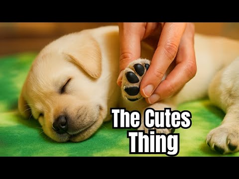 Playing With Puppy Paws While He Sleeps