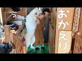 【大好き】10日ぶりのママと妹との再会が嬉しくてたまらない超大型犬|グレートピレニーズ