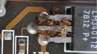 Crazy Ants Can Destroy Your Electronics