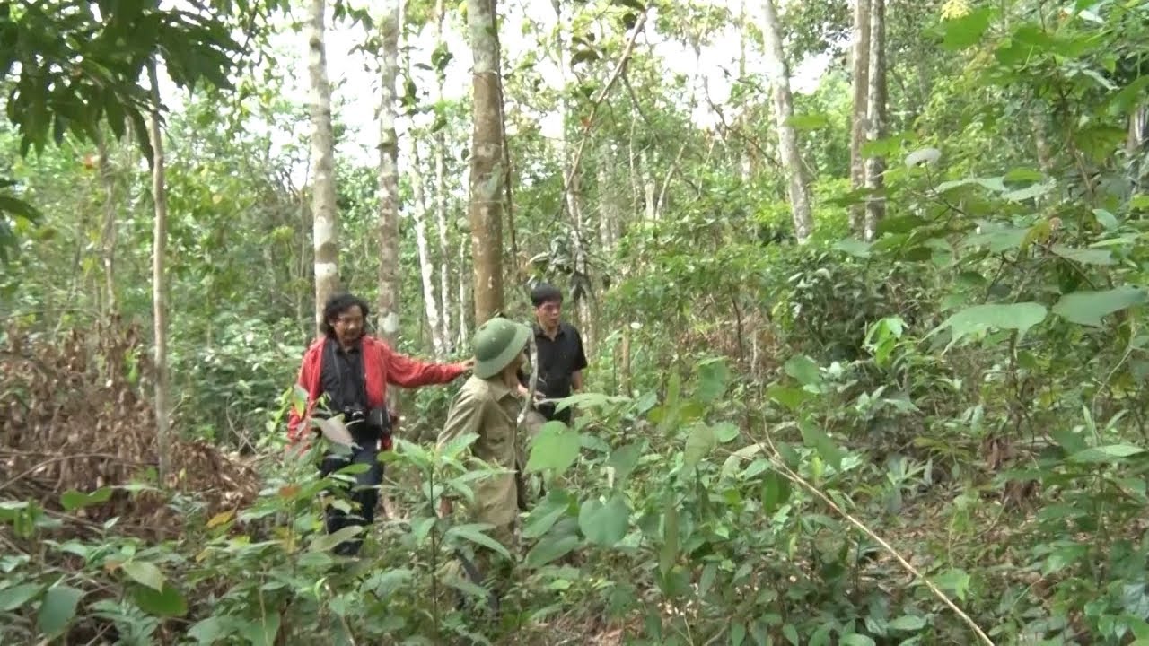 Quảng Bình: Trồng rừng gỗ lớn mang lại hiệu quả kinh tế cao