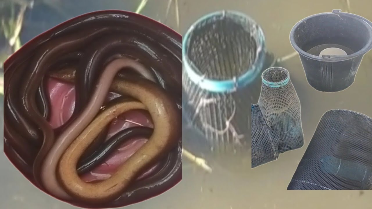 #ดักปลาไหล ใส่ด้วยตุ้มแบบนี้ก็ได้ด้วยหรือ⁉️