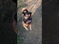 超パパっ子❣️ アメリカから来た課長〜くん　#Shorts
