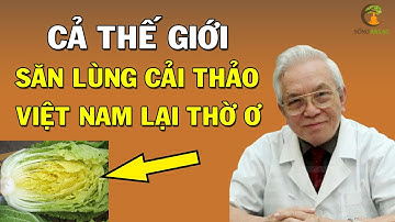 Đây là lý do khiến CẢ THẾ GIỚI săn lùng coi CẢI THẢO TỐT HƠN NHÂN SÂM còn người VIỆT lại thờ ơ