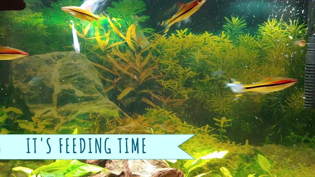 COMMUNITY FISH TANK FEEDING YouTube
