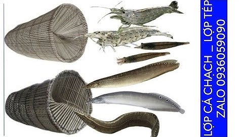 Lợp cá chạch. Lợp tép. Lợp cá bóng dừa. Bán lợp cá chạch. Bán lợp tép. Bán lợp cá bóng dừa.