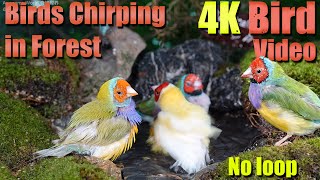 Watch with your pet! 4HRS of Soothing Birdbath with Birds Chirping for Separation Anxiety, No Loop!