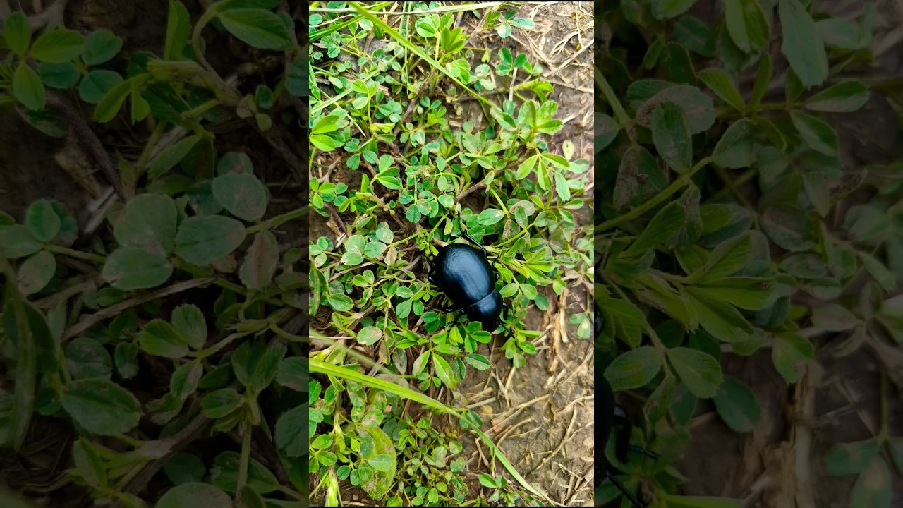 A fast bloody-nosed beetle / бързият торен бръмбар