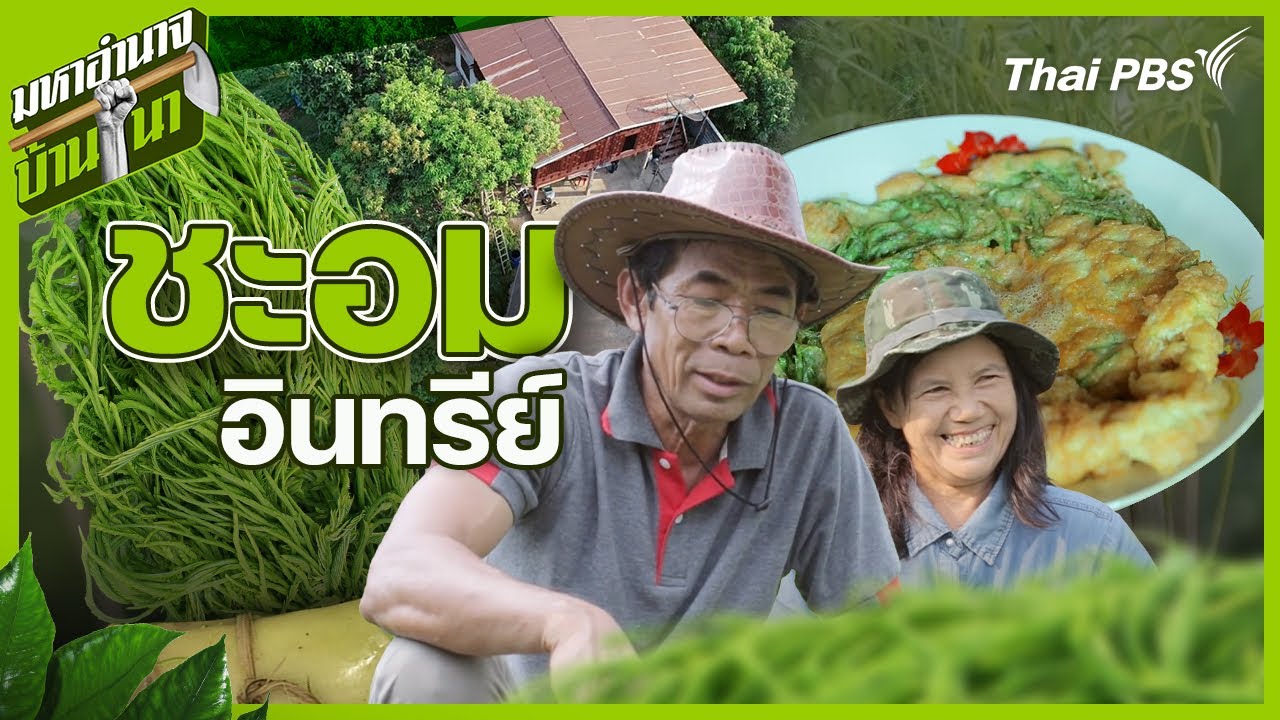 "ชะอมอินทรีย์" สุขทั้งคนปลูกและคนกิน : มหาอำนาจบ้านนา