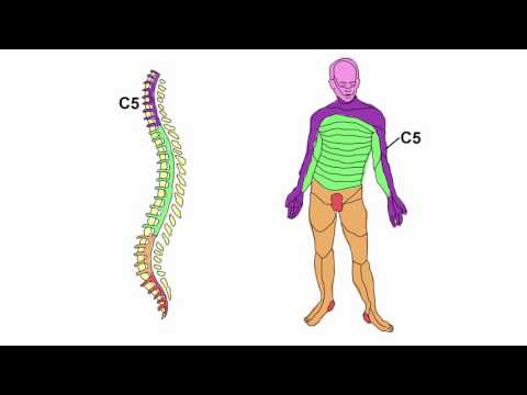 Physical Examination of the Spine