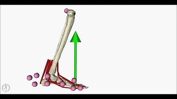 Personalized model of the foot and ankle (side view)