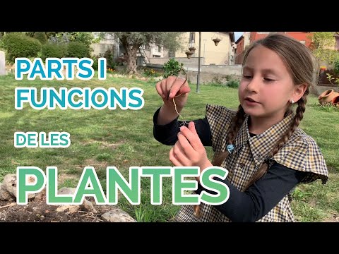 Vídeo: Tipus de fulles d'arbres i les seves funcions (foto)