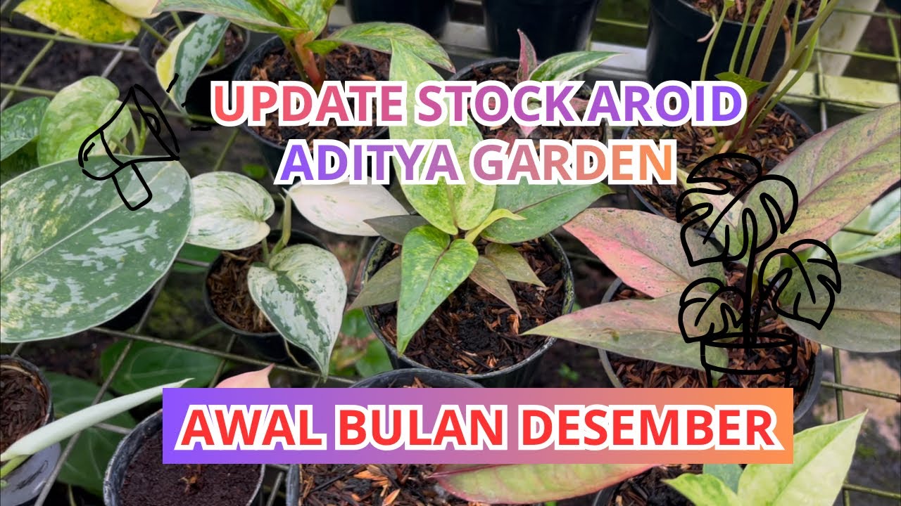 Aroid ekonomis kita readykan di awal bulan