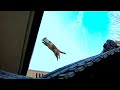 【空を飛ぶ茶白猫】 A brown white cat flying in the blue sky in Kyoto