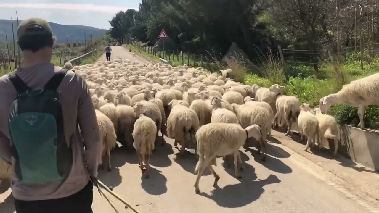 Milk Trekker pt 5 - Sheep Transhumance in Sicily