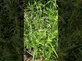 Leucas lavandulifolia atau Daun lenglengan ‼️ daun paci paci #lenglengan #leucaslavandulifolia