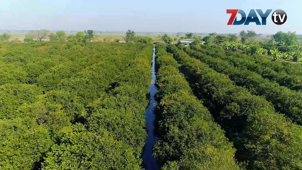 ေျမျပန္႕မွာစိုက္တဲ့ ရန္ကုန္က လိေမၼာ္ျခံ