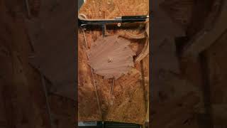 Ss Prototype - Galileos Escapement