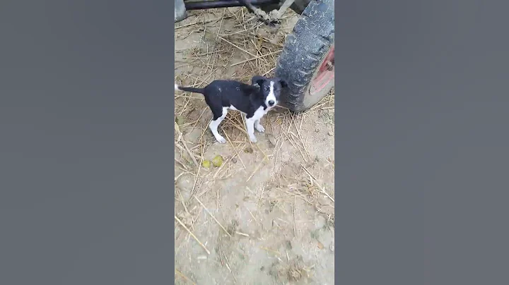 #cute #puppy #pets #music #dj #electronicmusic #shortfeed #dog #viralvideos #goldenretriever