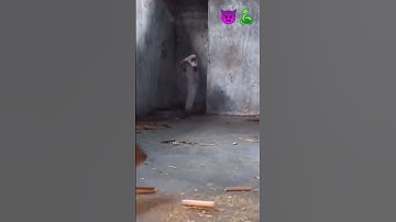 mongoose vs cobra real fight | नेवला vs नाग | #cobravsmongoose #cobra#song #video  #mongoosevssnake