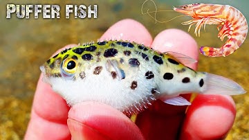 Cá nóc giành ăn siêu dễ thương 😂 (Feeding Puffer Fish)