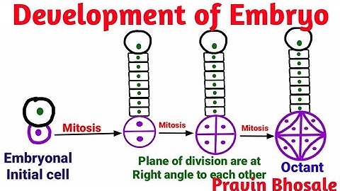 Embryogenesis | Development of Embryo Plants | Pravin Bhosale