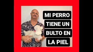 Mi perro tiene un bulto en la piel. ¿Qué es?