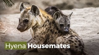 Hyena and Warthog Families Share a Home