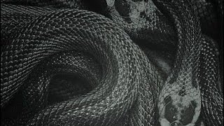 SNAKE (Taylor's Version) (From The Vault) Official Video