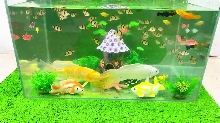 Let's explore what fish and sea creatures there are:sharks,jellyfish#goldfish#animals#viral videos