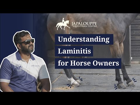 घोड़े के मालिकों के लिए लैमिनाइटिस को समझना | क्या उम्मीद करें और लैमिनेटिक केस की देखभाल कैसे करें