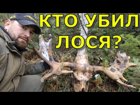 Охота на медведя, лося, жизнь в таёжной избе