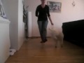 Hundträning - Månadens trick september (Hopp)