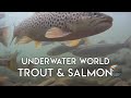 Incredible underwater of trout  salmon